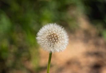 Dandelion on a green background close-up. Macro shot. Background like texture..