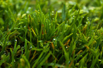 dew on grass