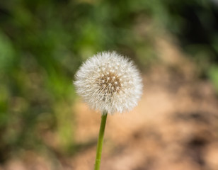 Dandelion on a green background close-up. Macro shot. Background like texture..