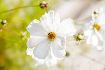 Fototapeta premium many white brittle flowers growing by the sea with yellow in the middle