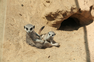 Fototapeta premium Cute meerkats at enclosure in zoo on sunny day
