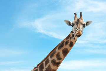 Closeup view of Rothschild giraffe at enclosure in zoo