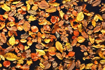 Wilted leaves carpet the water surface