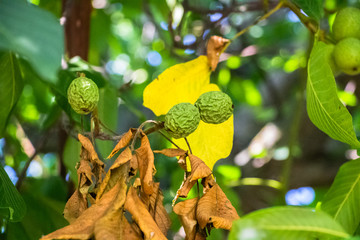 Walnut in a wrinkled green peel hanging on a tree against a background of yellow leaves.