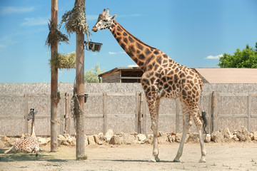 Rothschild giraffes at enclosure in zoo on sunny day