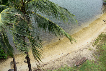 Coconut palm trees on the beach windy weather. View of nice tropical beach with palms around. Aerial view, drone background