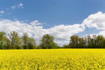 Obraz premium Rapsfeld