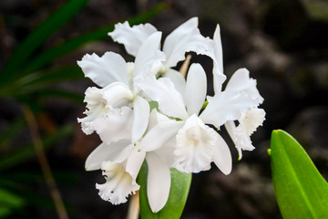 Blooming Flower Background