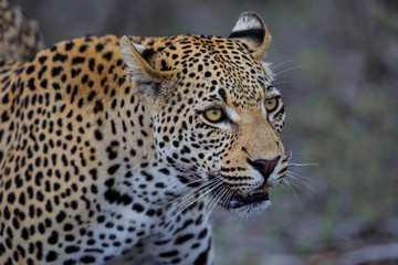Leopard male portrait in a Game Reserve in the Greater Kruger Region in South Africa