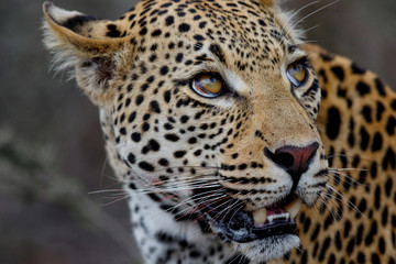 Fototapeta na wymiar Leopard male portrait in a Game Reserve in the Greater Kruger Region in South Africa