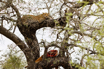 Leopard in a tree with a carcass of an impala in Sabi Sands Game Reserve in the Greater Kruger Region in South Africa