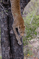 Leopardcoming out of a tree  in Sabi Sands Game Reserve in the Greater Kruger Region in South Africa