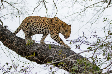 Leopard male in a tree Sabi Sands Game Reserve in the Greater Kruger Region in South Africa