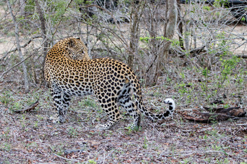 Leopard male in Sabi Sands Game Reserve in the Greater Kruger Region in South Africa