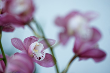 Orchidee
