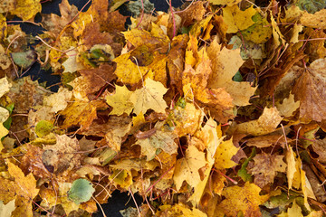 Autumn carpet from dry brown leaves. Fall background. Autumn leaves backdrop. Beautiful autumn season in park.