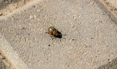 The Colorado potato beetle crawls on the paving gray tiles. Close-up..