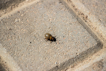 The Colorado potato beetle crawls on the paving gray tiles. Close-up..