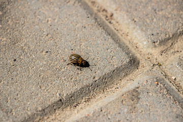 The Colorado potato beetle crawls on the paving gray tiles. Close-up..