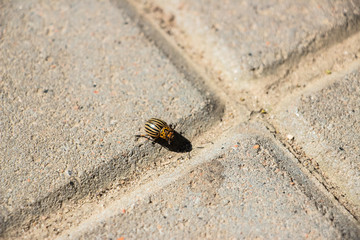 The Colorado potato beetle crawls on the paving gray tiles. Close-up..