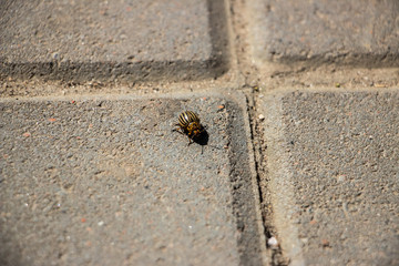 The Colorado potato beetle crawls on the paving gray tiles. Close-up..