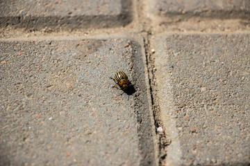 The Colorado potato beetle crawls on the paving gray tiles. Close-up..