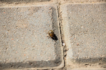 The Colorado potato beetle crawls on the paving gray tiles. Close-up..
