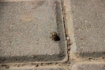 The Colorado potato beetle crawls on the paving gray tiles. Close-up..