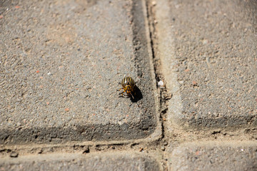 The Colorado potato beetle crawls on the paving gray tiles. Close-up..