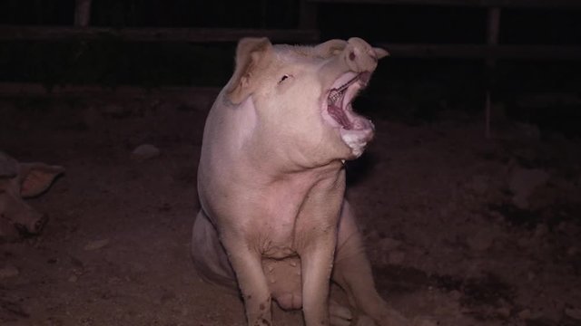 Hungry pig scream at the barn. 4k