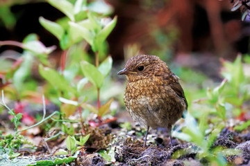 Robin Fledgling foraging for food