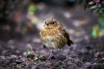 Robin fledgling in a garden