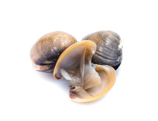 enamel venus shell on a white background