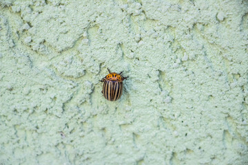 Colorado potato beetle creeps on a wall on a green background. Close-up..
