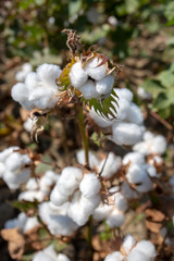 Cotton field, Izmir / Turkey
