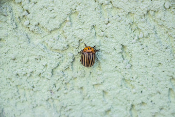 Colorado potato beetle creeps on a wall on a green background. Close-up..