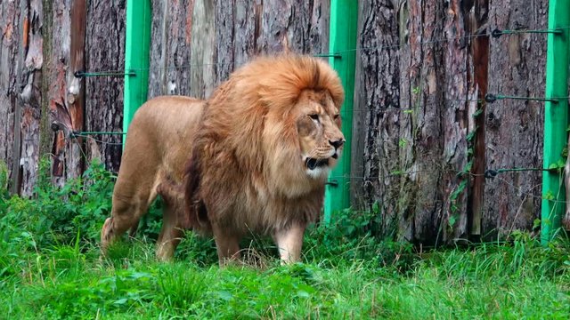 Lion walk along the fence.