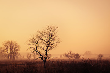 Lonely tree in the middle of a field on a foggy autumn morning
