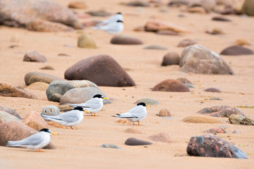 Fototapeta na wymiar Little terns on a beach