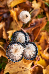 Coprinus Comatus is a comestible mushroom growing in autumn.