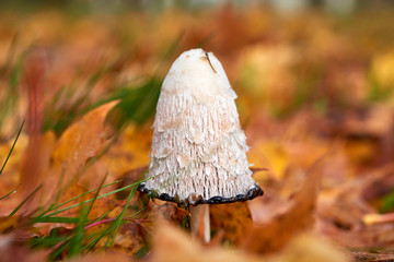 Coprinus Comatus is a comestible mushroom growing in autumn.
