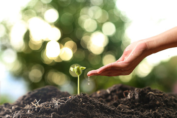 Farmer's hand watering a young plant on green bokeh nature