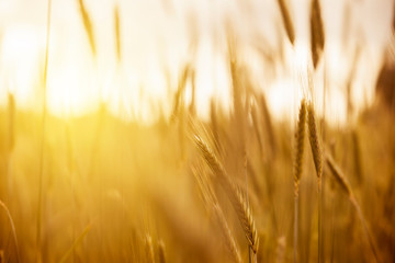 A gentle Summer's evening breeze moves softly through freshly ripened ears of wheat dancing in the rays of the setting sun. Golden harvested wheat in warm back light at sunset.