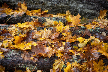 Autumn carpet from dry brown leaves. Fall background. Autumn leaves backdrop. Beautiful autumn season in park.