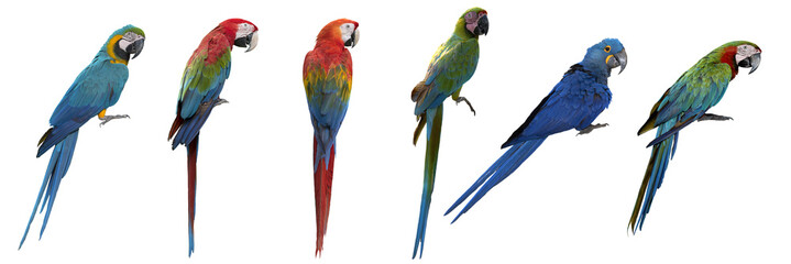 Set of macaw isolated on white background © chamnan phanthong