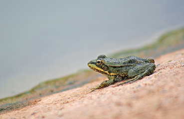 Alone frog