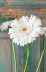 Single white gerbera flower on green wooden background.