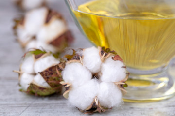 Cotton plant and cotton oil