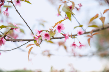 Beautiful cherry blossom or sakura in spring time over  sky