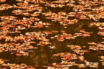 many yellowed leaves on the water surface